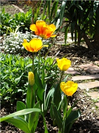 ba1f437c-tulipani u mom vrtu.jpg